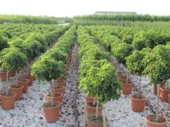 Amberboom Op Stam (Liquidambar 'Gum Ball') -Aanbiedingen Groene Hekken Winkel liquidambar gum ball 80 cm stam 4 1