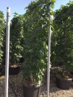 Amberboom Als Leivorm (Liquidambar Styraciflua) -Aanbiedingen Groene Hekken Winkel liquidambar lage leivorm c60 1