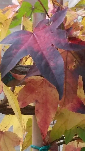 Amberboom Als Leiboom (Liquidambar Styraciflua) 10 Amberboom Als Leiboom (Liquidambar Styraciflua) - Afbeelding 8