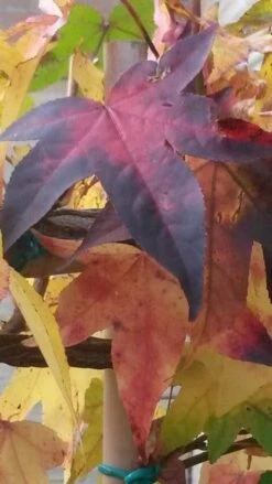 Amberboom Als Leiboom (Liquidambar Styraciflua) 22 Amberboom Als Leiboom (Liquidambar Styraciflua) -Aanbiedingen Groene Hekken Winkel liquidambar leiboom 2 1