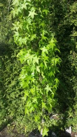 Amberboom (Liquidambar Styraciflua 'Slender Silhouette') -Aanbiedingen Groene Hekken Winkel liquidambar slender silhouette 1