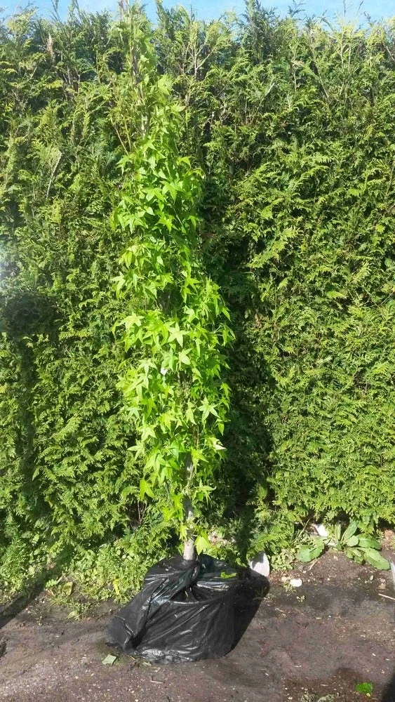 Amberboom (Liquidambar Styraciflua 'Slender Silhouette') 4 Amberboom (Liquidambar Styraciflua 'Slender Silhouette') - Afbeelding 2