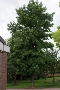Amberboom (Liquidambar Styraciflua) -Aanbiedingen Groene Hekken Winkel liquidambar styraciflua 1