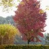 Amberboom (Liquidambar Styraciflua 'Worplesdon') -Aanbiedingen Groene Hekken Winkel liquidambar styraciflua01 1