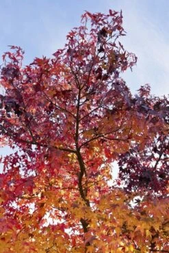 Amberboom (Liquidambar Styraciflua)