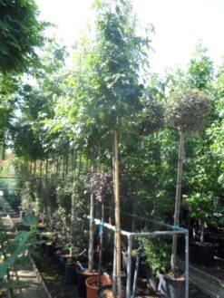 Amberboom (Liquidambar Styraciflua) -Aanbiedingen Groene Hekken Winkel liquidambar styraciflua 10 12ho cont