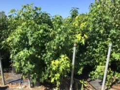 Meerstammige Amberboom (Liquidambar Styraciflua) -Aanbiedingen Groene Hekken Winkel liquidambar styraciflua 100 125cm meerstammig 1