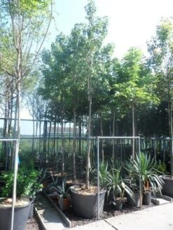 Amberboom (Liquidambar Styraciflua) -Aanbiedingen Groene Hekken Winkel liquidambar styraciflua 16 18ho cont 1