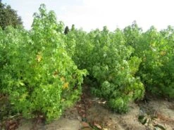 Amberboom Als Struik (Liquidambar Styraciflua) -Aanbiedingen Groene Hekken Winkel liquidambar styraciflua 17 200