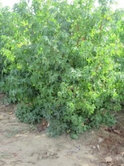 Amberboom Als Struik (Liquidambar Styraciflua) -Aanbiedingen Groene Hekken Winkel liquidambar styraciflua 175 200