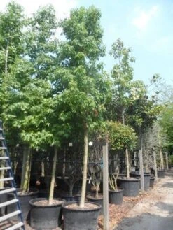 Amberboom (Liquidambar Styraciflua) -Aanbiedingen Groene Hekken Winkel liquidambar styraciflua 25 30ho cont 1
