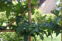 Amberboom Als Leivorm (Liquidambar Styraciflua) -Aanbiedingen Groene Hekken Winkel liquidambar styraciflua 2 1 1