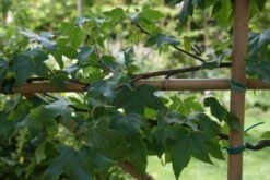 Amberboom Als Leivorm (Liquidambar Styraciflua) -Aanbiedingen Groene Hekken Winkel liquidambar styraciflua 3 1 1