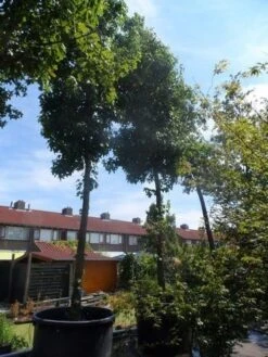 Amberboom (Liquidambar Styraciflua) -Aanbiedingen Groene Hekken Winkel liquidambar styraciflua 40 45ho c1000 1