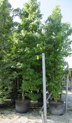 Meerstammige Amberboom (Liquidambar Styraciflua) -Aanbiedingen Groene Hekken Winkel liquidambar styraciflua 500 550 meerstammig 1