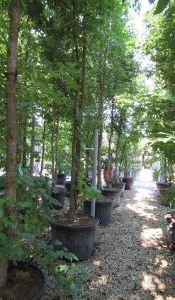 Meerstammige Amberboom (Liquidambar Styraciflua) -Aanbiedingen Groene Hekken Winkel liquidambar styraciflua 500 550 meerstammig 6 2