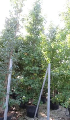 Meerstammige Amberboom (Liquidambar Styraciflua) -Aanbiedingen Groene Hekken Winkel liquidambar styraciflua 500 550 meerstammig 9 2