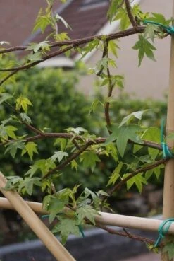 Amberboom Als Leiboom (Liquidambar Styraciflua) 23 Amberboom Als Leiboom (Liquidambar Styraciflua) -Aanbiedingen Groene Hekken Winkel liquidambar styraciflua 5