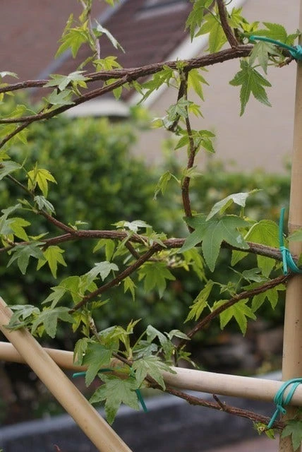 Amberboom Als Leiboom (Liquidambar Styraciflua) 11 Amberboom Als Leiboom (Liquidambar Styraciflua) - Afbeelding 9