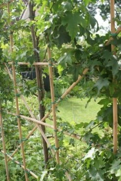 Amberboom Als Leivorm (Liquidambar Styraciflua) -Aanbiedingen Groene Hekken Winkel liquidambar styraciflua 6 1