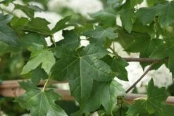Amberboom Als Leivorm (Liquidambar Styraciflua) -Aanbiedingen Groene Hekken Winkel liquidambar styraciflua 7 2