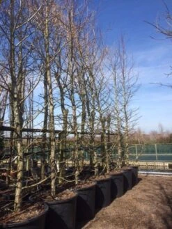 Amberboom (Liquidambar Styraciflua) -Aanbiedingen Groene Hekken Winkel liquidambar styraciflua geveerd 2025 2 1