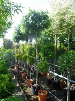 Amberboom (Liquidambar 'Gum Ball') 31 Amberboom (Liquidambar 'Gum Ball') -Aanbiedingen Groene Hekken Winkel liquidambar styraciflua gum ball 10 12ho cont