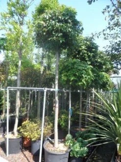 Amberboom (Liquidambar 'Gum Ball') 32 Amberboom (Liquidambar 'Gum Ball') -Aanbiedingen Groene Hekken Winkel liquidambar styraciflua gum ball 14 16 18ho cont