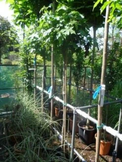 Amberboom Op Stam (Liquidambar 'Gum Ball') -Aanbiedingen Groene Hekken Winkel liquidambar styraciflua gum ball 150stam c10