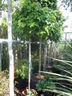 Amberboom Op Stam (Liquidambar 'Gum Ball') -Aanbiedingen Groene Hekken Winkel liquidambar styraciflua gum ball 150stam c40 1