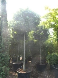 Amberboom (Liquidambar 'Gum Ball') -Aanbiedingen Groene Hekken Winkel liquidambar styraciflua gum ball 20 25ho c160 1