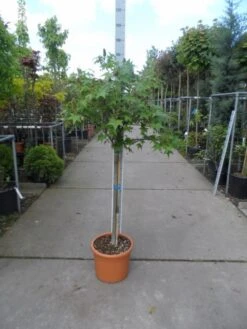 Amberboom Op Stam (Liquidambar 'Gum Ball') -Aanbiedingen Groene Hekken Winkel liquidambar styraciflua gum ball halfstam c25 1