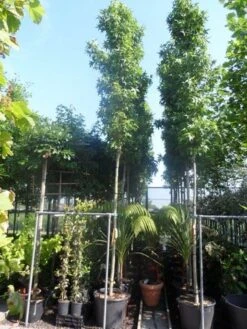 Amberboom (Liquidambar Styraciflua 'Slender Silhouette') -Aanbiedingen Groene Hekken Winkel liquidambar styraciflua slender silhouette 12 14 16ho cont