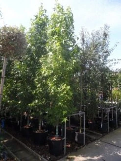 Amberboom (Liquidambar Styraciflua 'Slender Silhouette') -Aanbiedingen Groene Hekken Winkel liquidambar styraciflua slender silhouette 300 350 cont