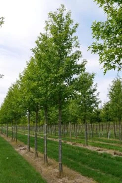 Grote Amberboom (Liquidambar Styraciflua 'Worplesdon') 10 Grote Amberboom (Liquidambar Styraciflua 'Worplesdon') -Aanbiedingen Groene Hekken Winkel liquidambar styraciflua worplesdon 20 25 1
