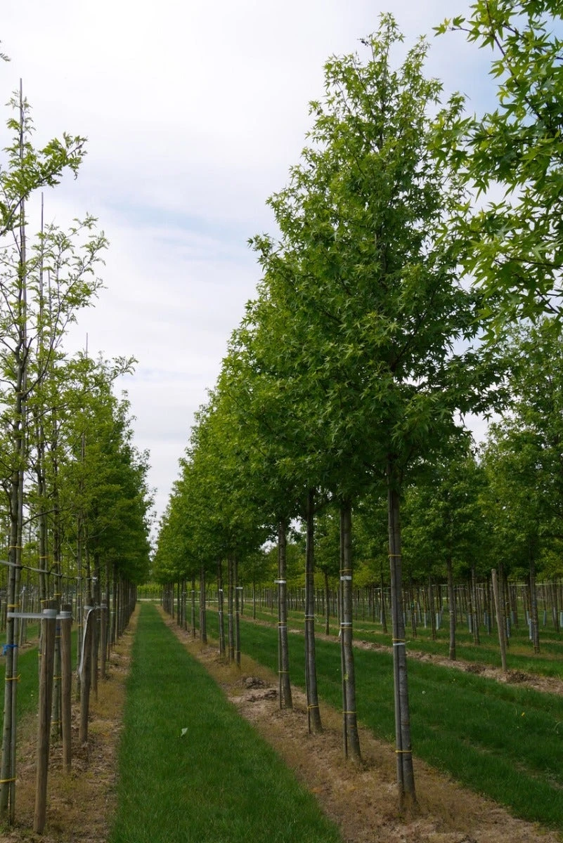 Grote Amberboom (Liquidambar Styraciflua 'Worplesdon') 6 Grote Amberboom (Liquidambar Styraciflua 'Worplesdon') - Afbeelding 4