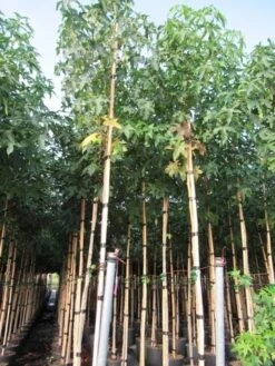 Amberboom (Liquidambar Styraciflua) -Aanbiedingen Groene Hekken Winkel liquidambar styracuflua 1