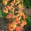 Amberboom (Liquidambar Styraciflua 'Golden Sun') -Aanbiedingen Groene Hekken Winkel liquidambargoldensun01