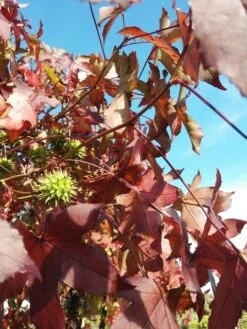 Amberboom (Liquidambar 'Gum Ball') -Aanbiedingen Groene Hekken Winkel liquidambargumballherfst01 1