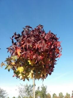 Amberboom (Liquidambar 'Gum Ball') 37 Amberboom (Liquidambar 'Gum Ball') -Aanbiedingen Groene Hekken Winkel liquidambargumballherfst05