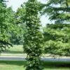 Amberboom (Liquidambar Styraciflua 'Slender Silhouette') -Aanbiedingen Groene Hekken Winkel liquidambarslendersilhouetvi 1