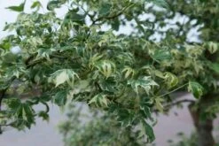 Amberboom (Liquidambar Styraciflua 'Variegata') -Aanbiedingen Groene Hekken Winkel liquidambarvariegatavi01 1