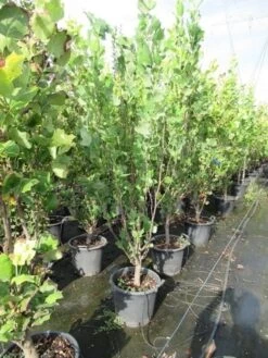 Tulpenboom (Liriodendron Tulipfera 'Fastigiata') -Aanbiedingen Groene Hekken Winkel liriodendron tulipfera fastigiata 0175 200