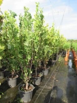 Tulpenboom (Liriodendron Tulipfera 'Fastigiata') -Aanbiedingen Groene Hekken Winkel liriodendron tulipfera fastigiata 175 200