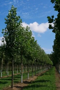 Grote Tulpenboom (Liriodendron Tulipifera) -Aanbiedingen Groene Hekken Winkel liriodendron tulipifera s 20 25 30 35 bo