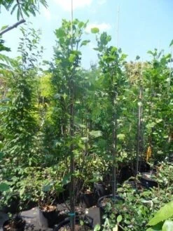 Tulpenboom (Liriodendron Tulipfera 'Fastigiata') -Aanbiedingen Groene Hekken Winkel liriodendron tulipifera fastigiata 250 300