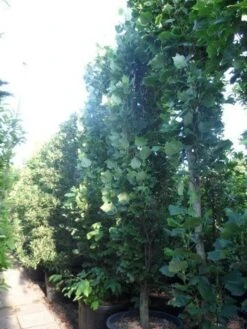 Tulpenboom (Liriodendron Tulipfera 'Fastigiata') -Aanbiedingen Groene Hekken Winkel liriodendron tulipifera fastigiata 350 400 500 cont