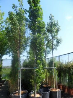 Tulpenboom (Liriodendron Tulipfera 'Fastigiata') -Aanbiedingen Groene Hekken Winkel liriodendron tulipifera fastigiatum 400 500 cont