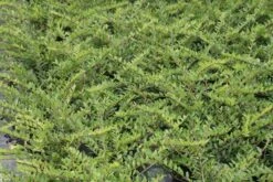 Struikkamperfoelie (Lonicera Pileata) -Aanbiedingen Groene Hekken Winkel lonicera pileata 1 1