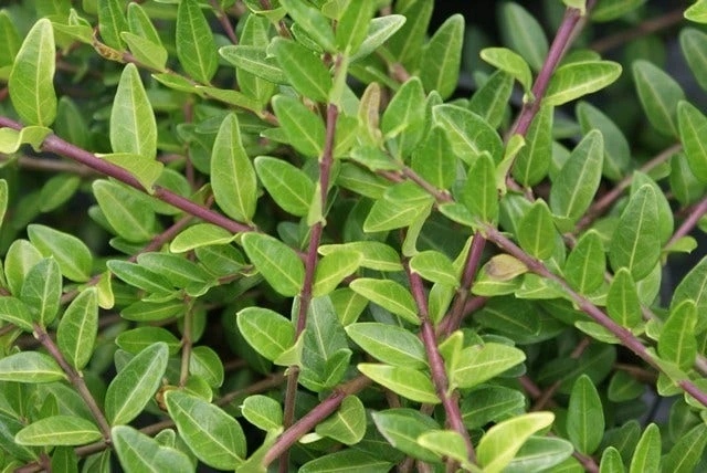 Struikkamperfoelie (Lonicera Pileata) 3 Struikkamperfoelie (Lonicera Pileata)